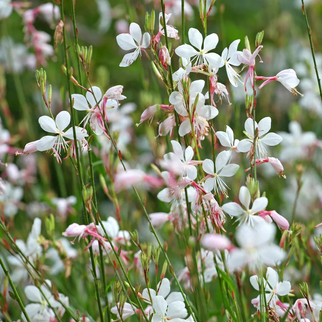 Lindheimer's Beeblossom Whirling Butterflies