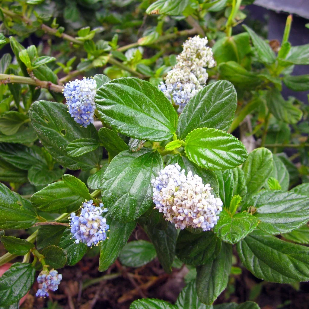 California lilac