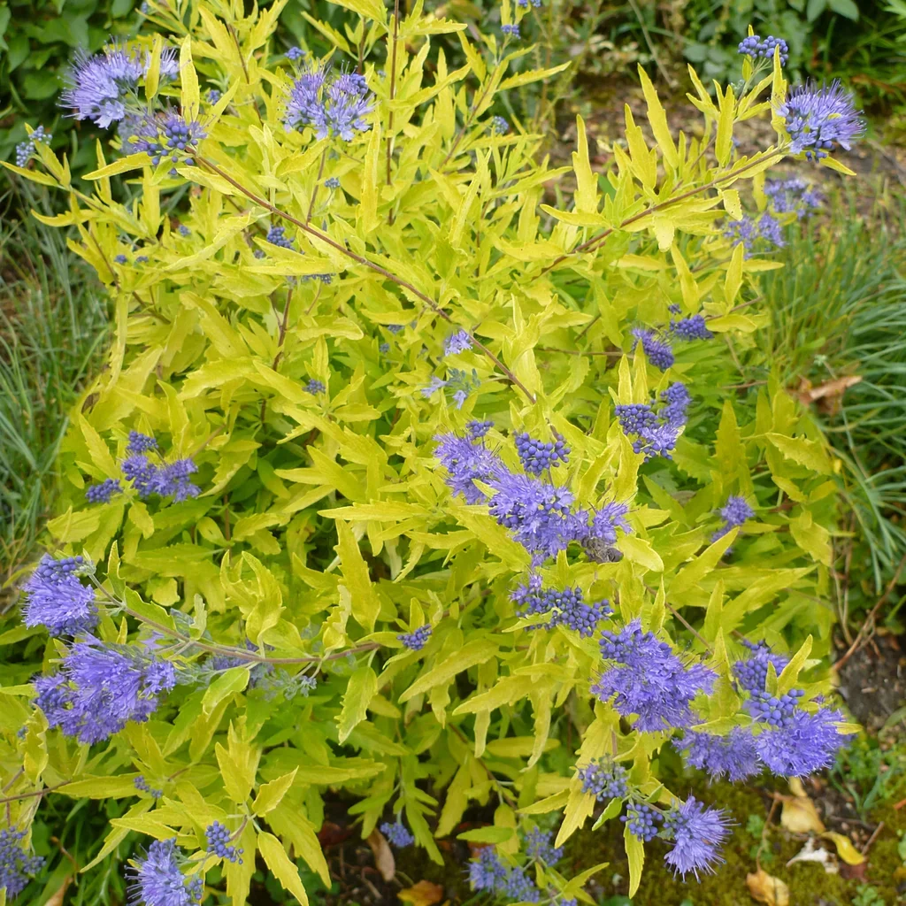 Worcester Gold Caryopteris