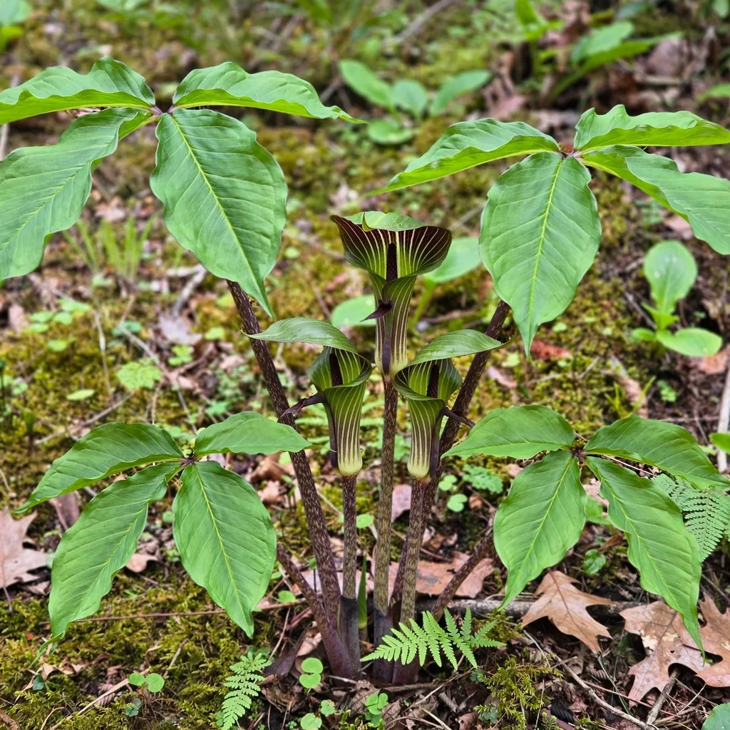 Japanese Cobra Lily