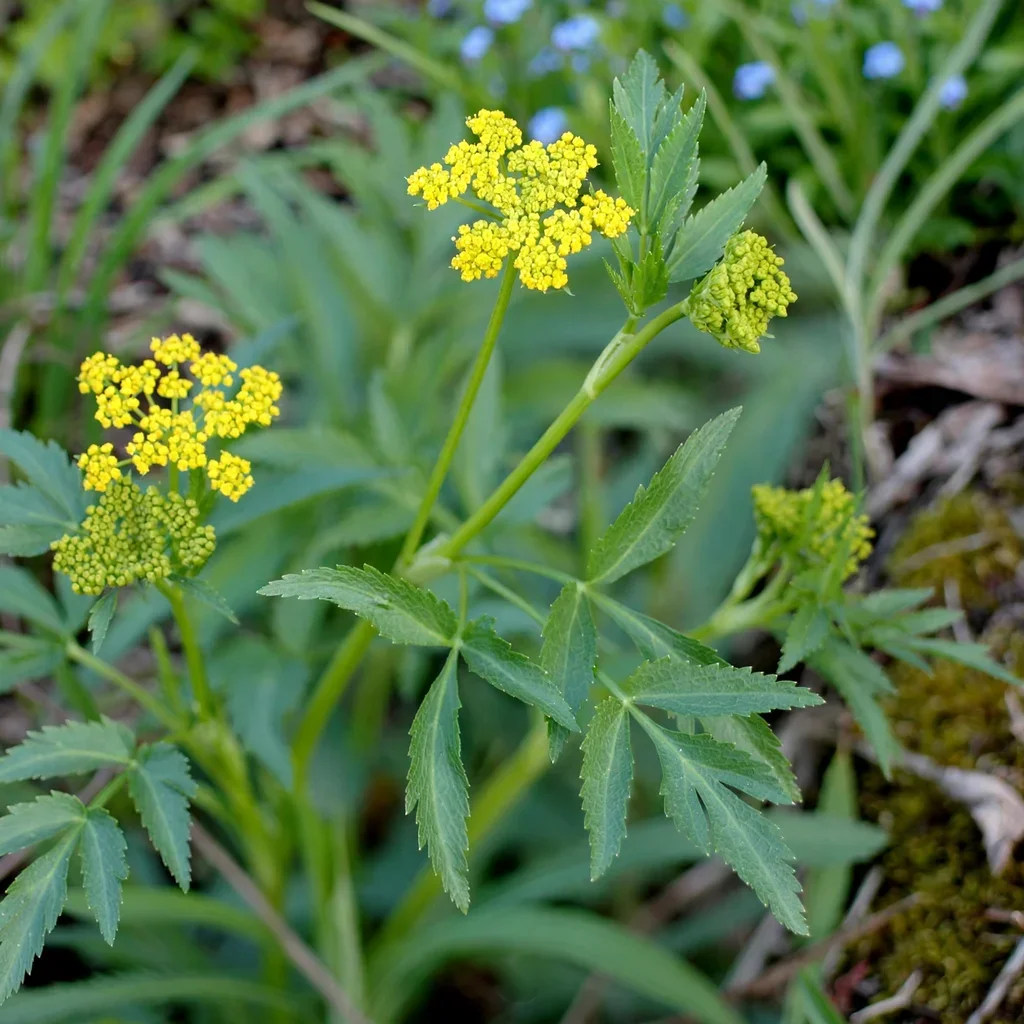 Golden Alexanders