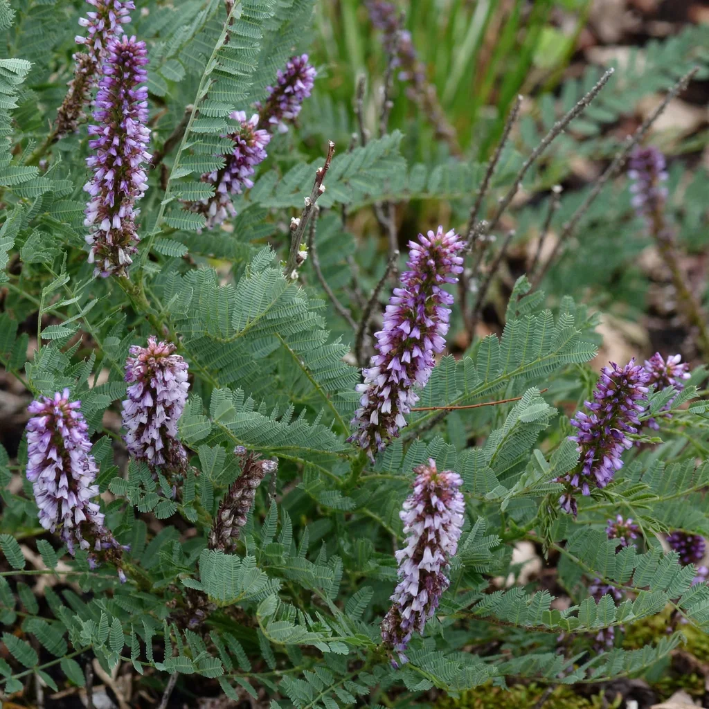 Dwarf Indigo Bush