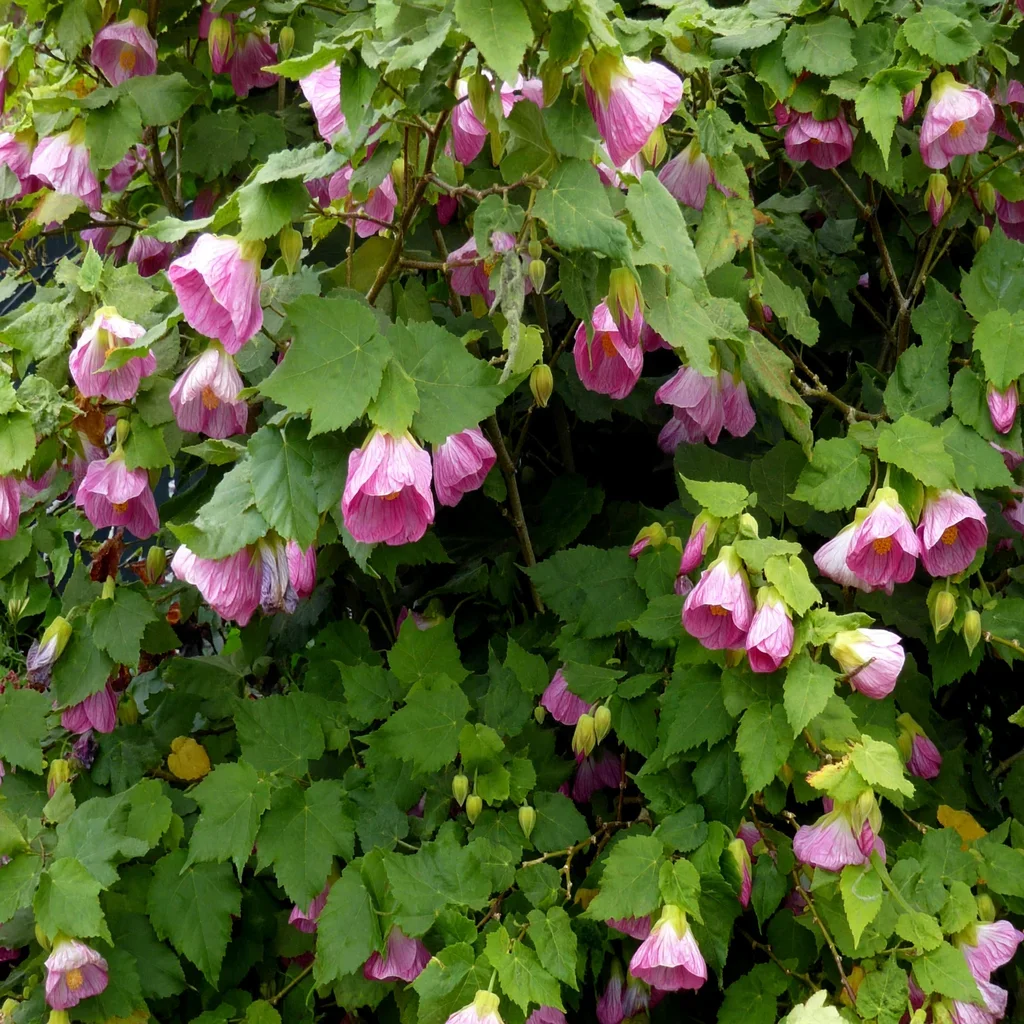 Flowering Maple