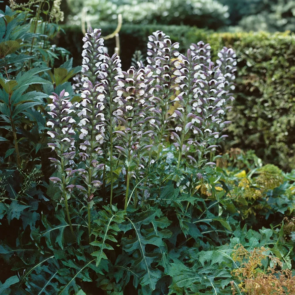 Balkan Bear's Breeches