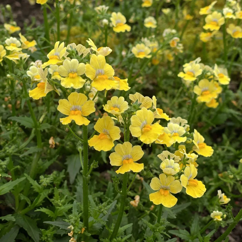 Sunsatia Lemon Nemesia
