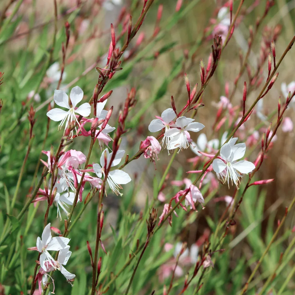 Dauphin Beeblossom