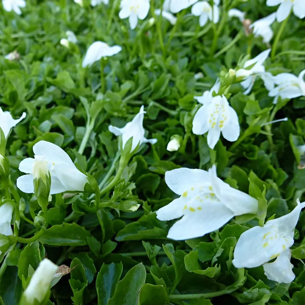 White Mazus