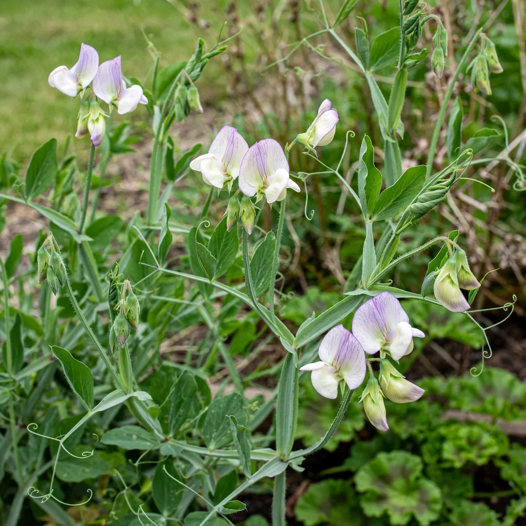 Sweet Pea 'April in Paris'