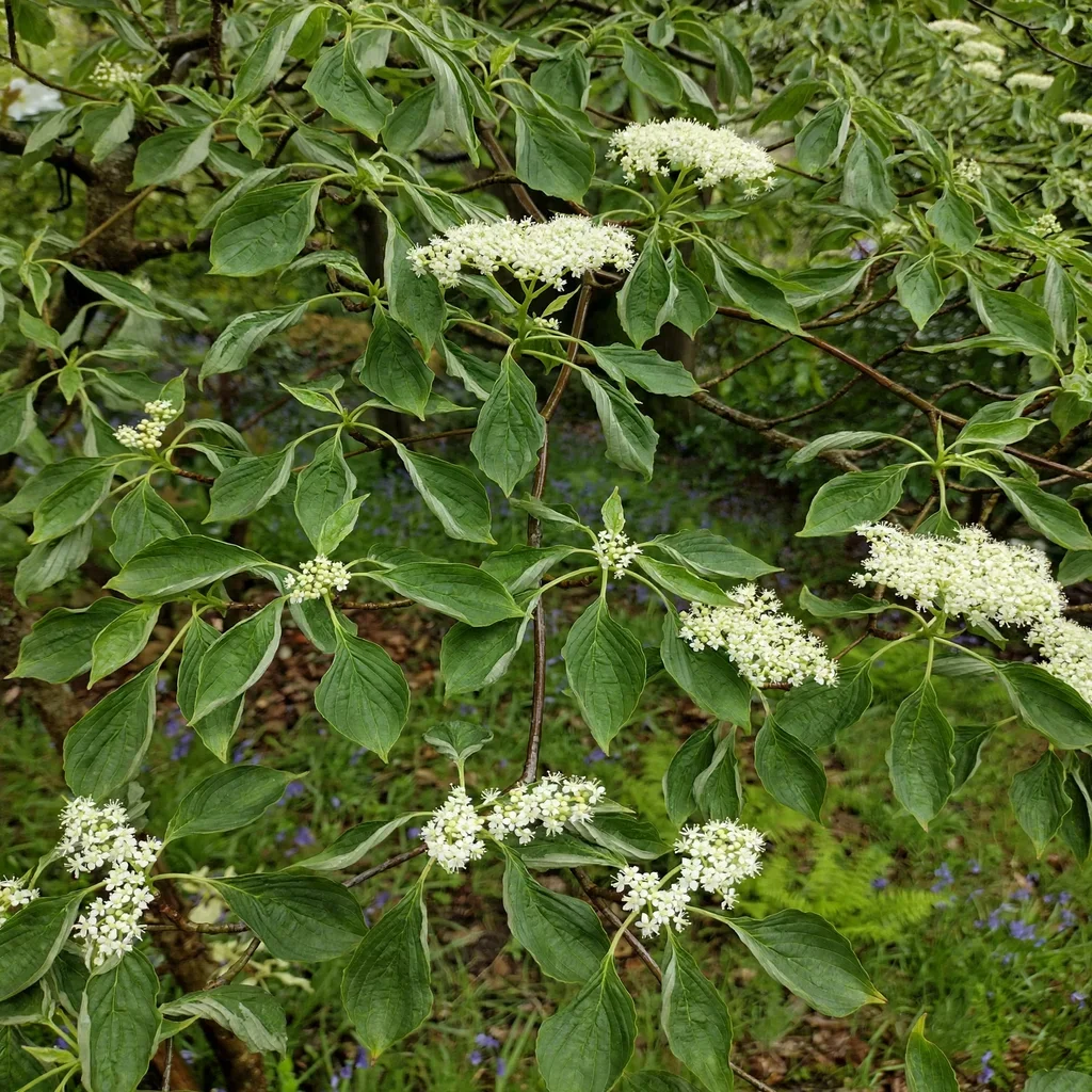 Giant Dogwood