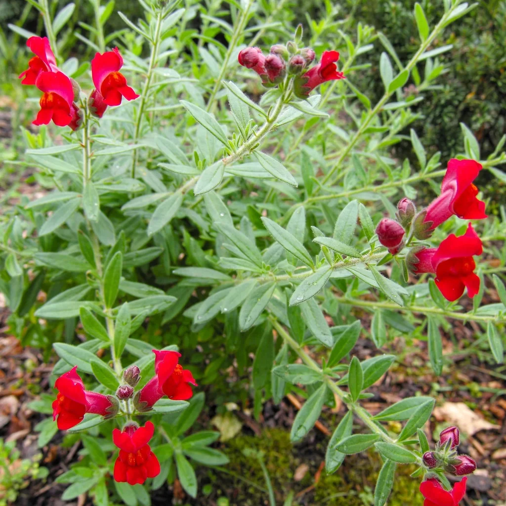 Island Bush Snapdragon