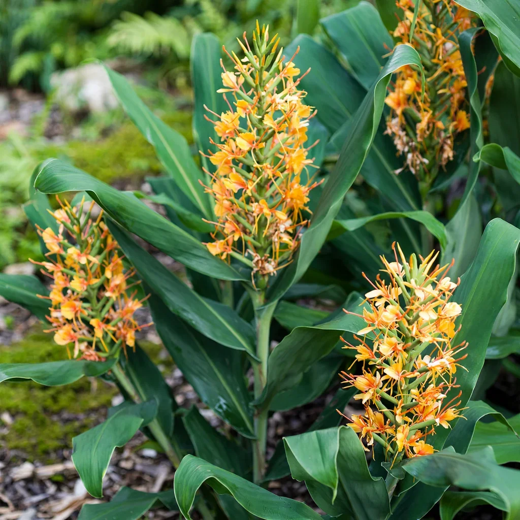 Raffill's Ginger