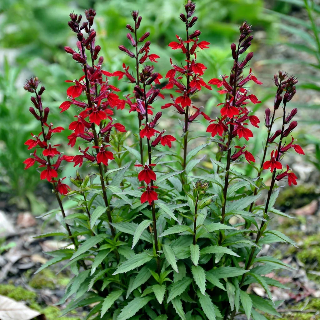 Compliment Deep Red Lobelia