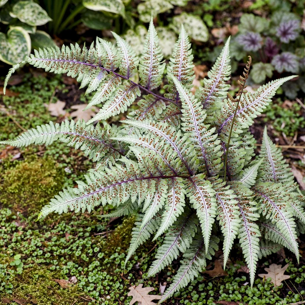 Japanese Painted Fern 'Silver Falls'