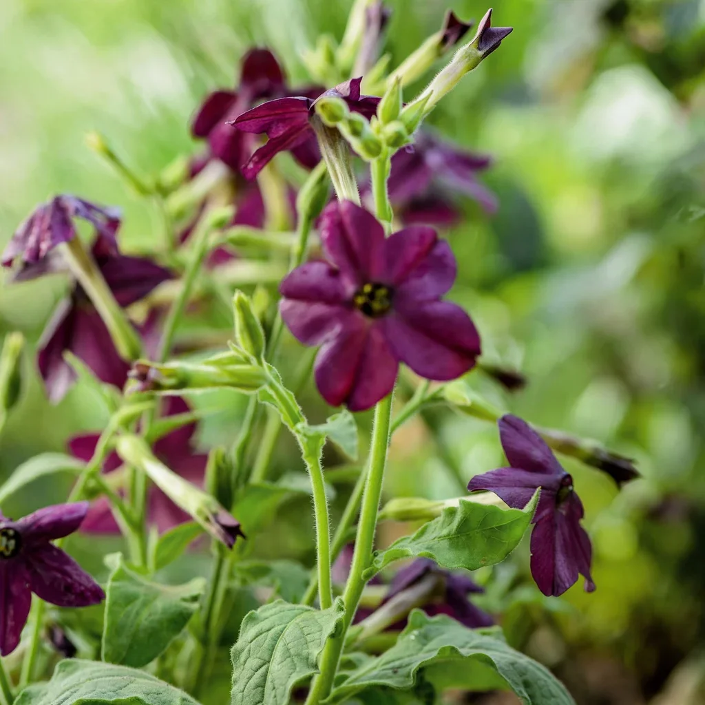 Deep Purple Flowering Tobacco