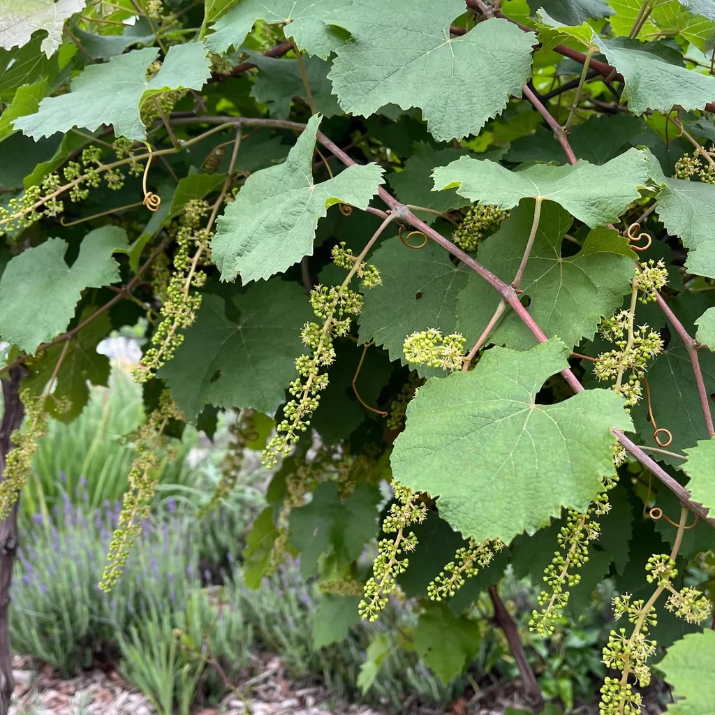 Roger's Red Grape