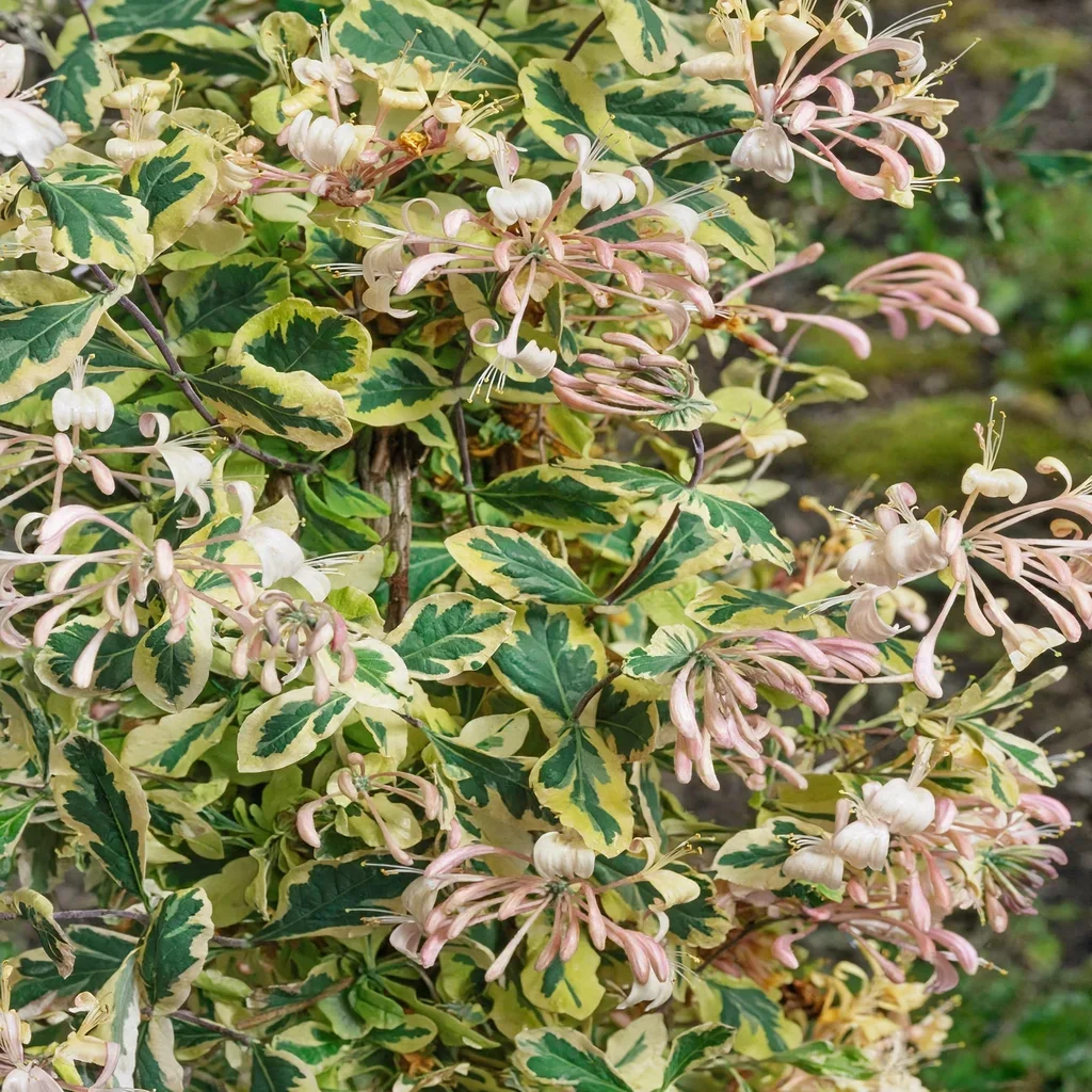 Aurora Honeyberry