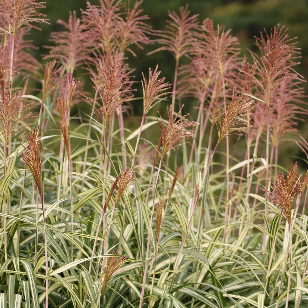 Variegated Japanese Silver Grass