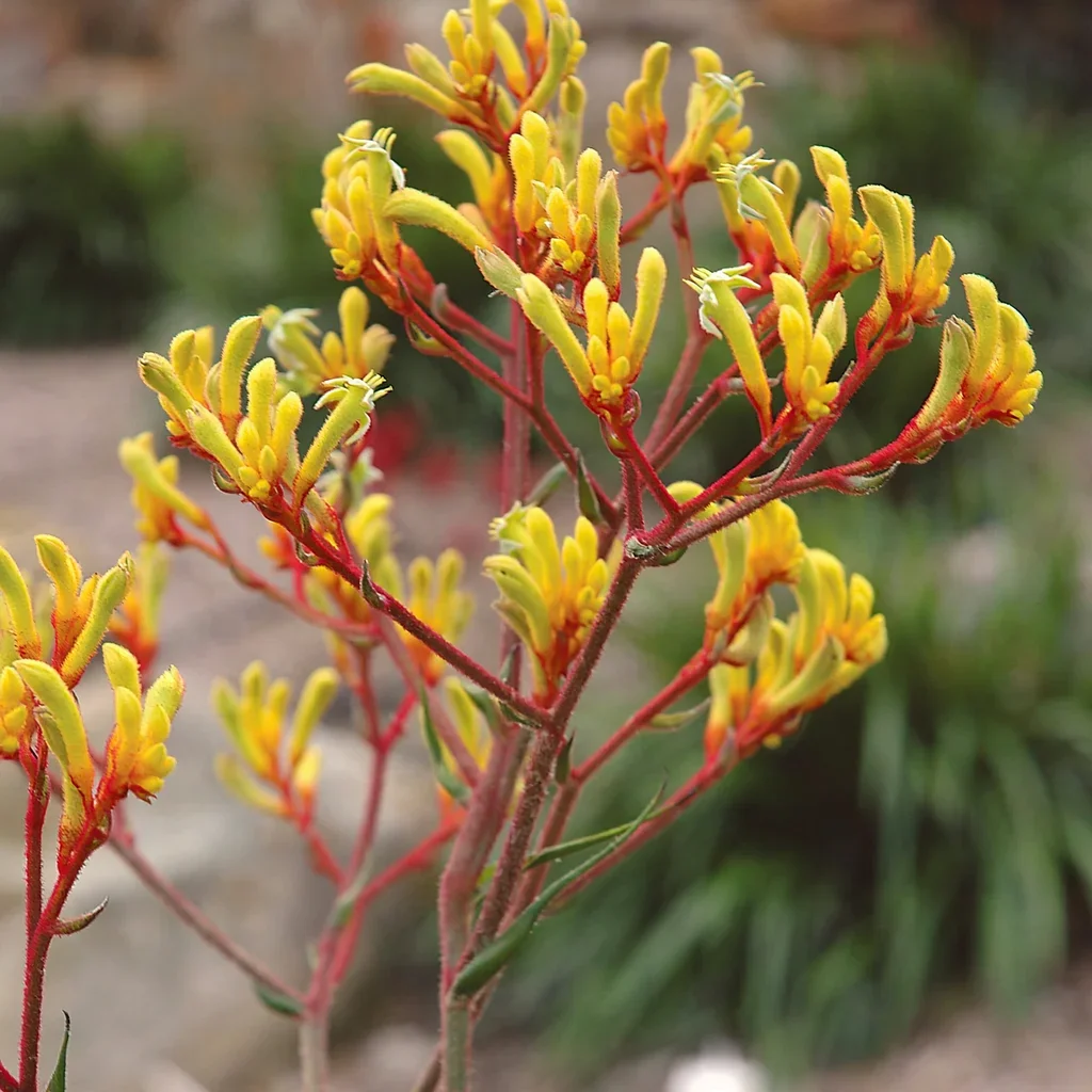 Harmony Kangaroo Paw