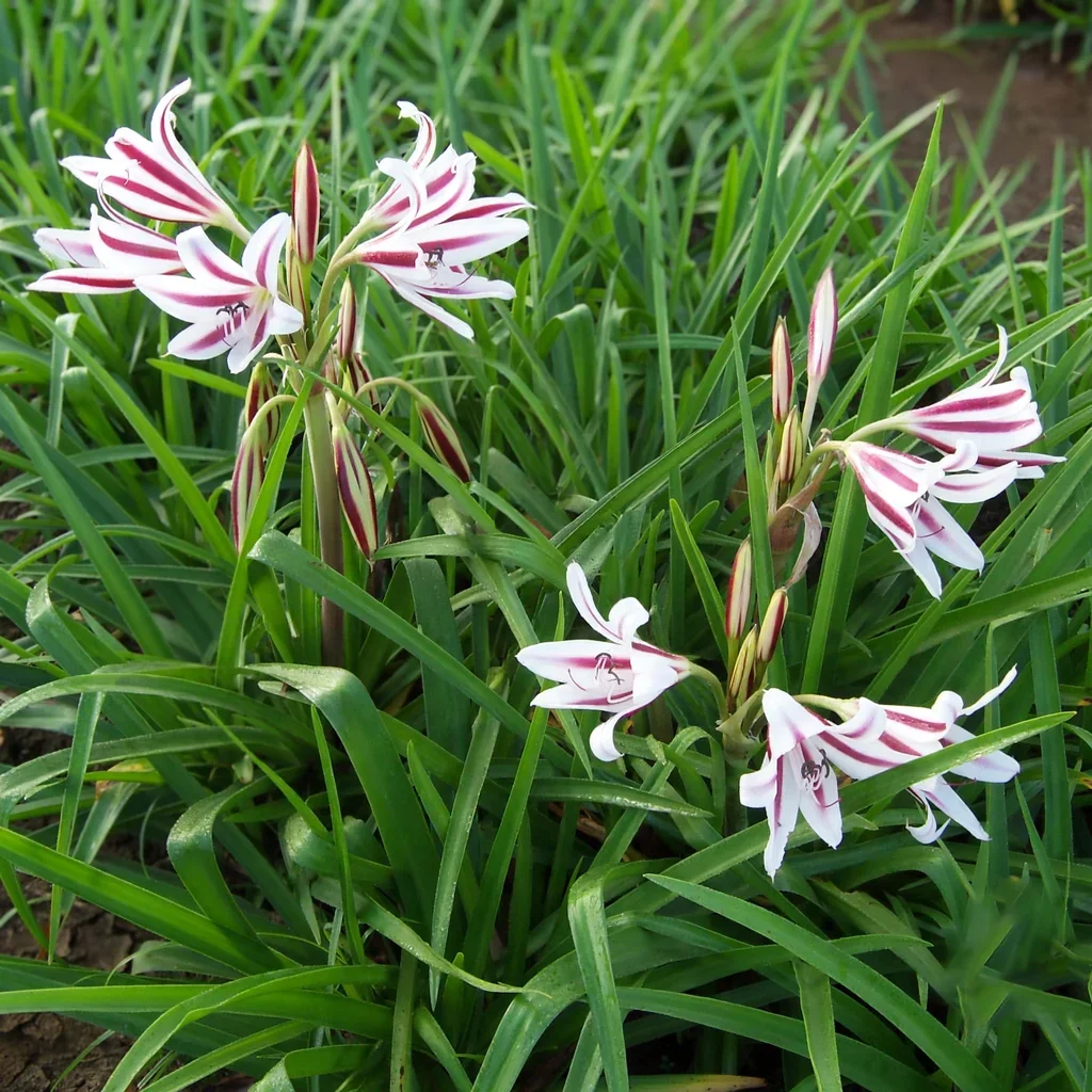 Crinum Fourth of July