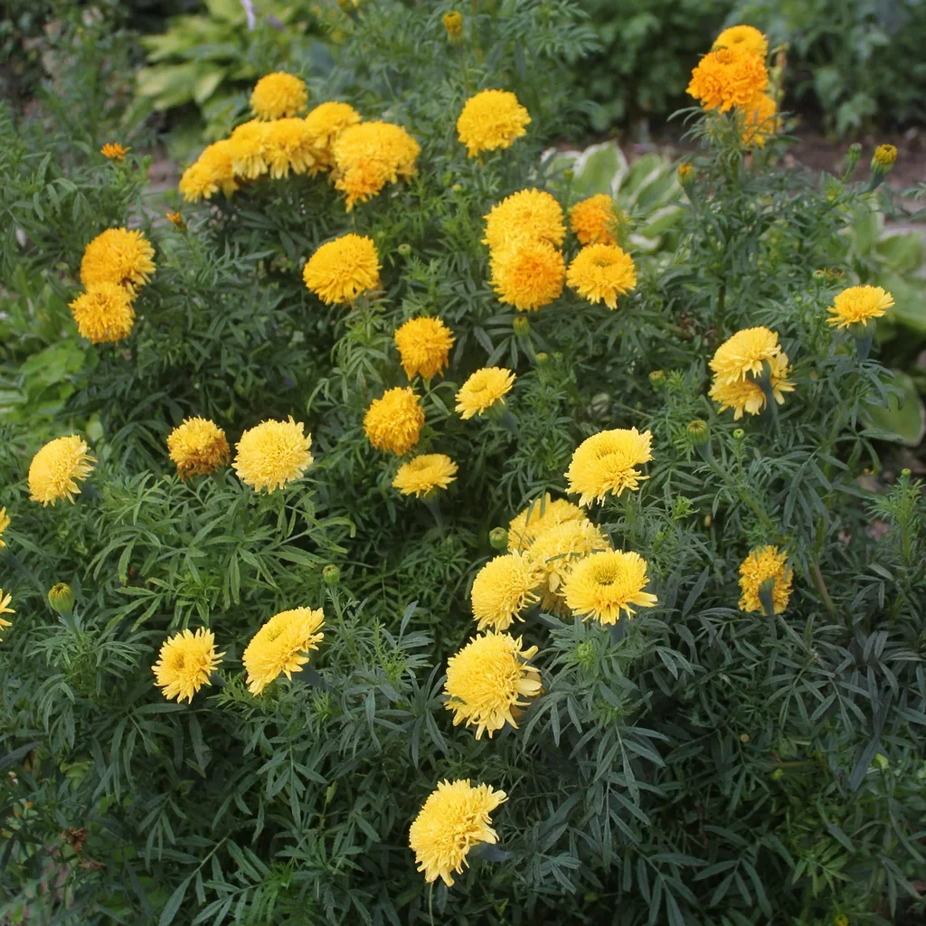 Villandry African Marigold