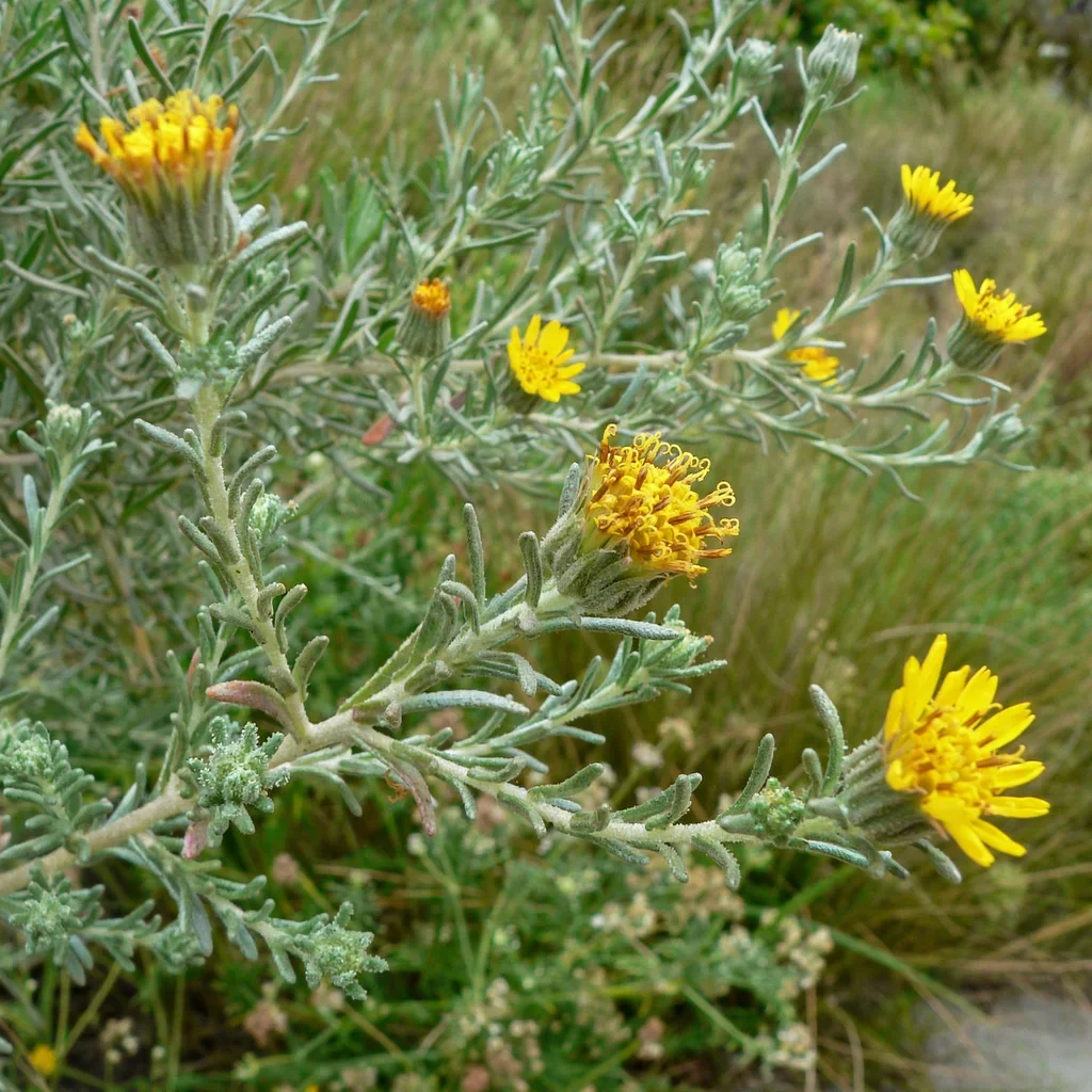 Coast Tarweed