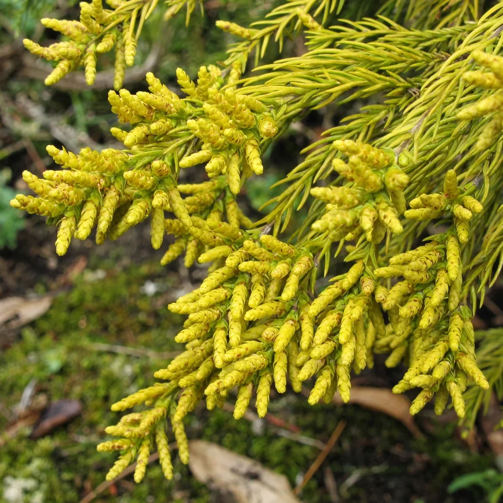 Japanese Cedar Yellow Twig