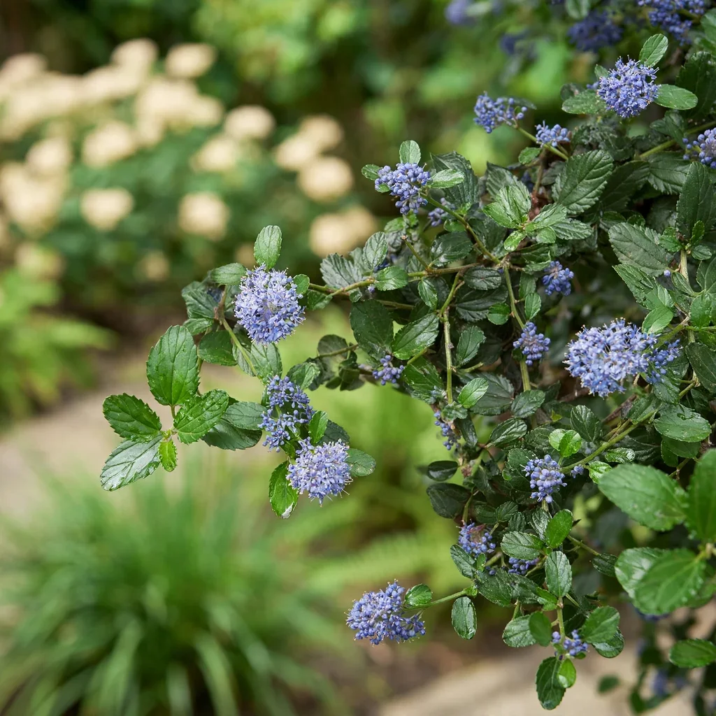 California Lilac