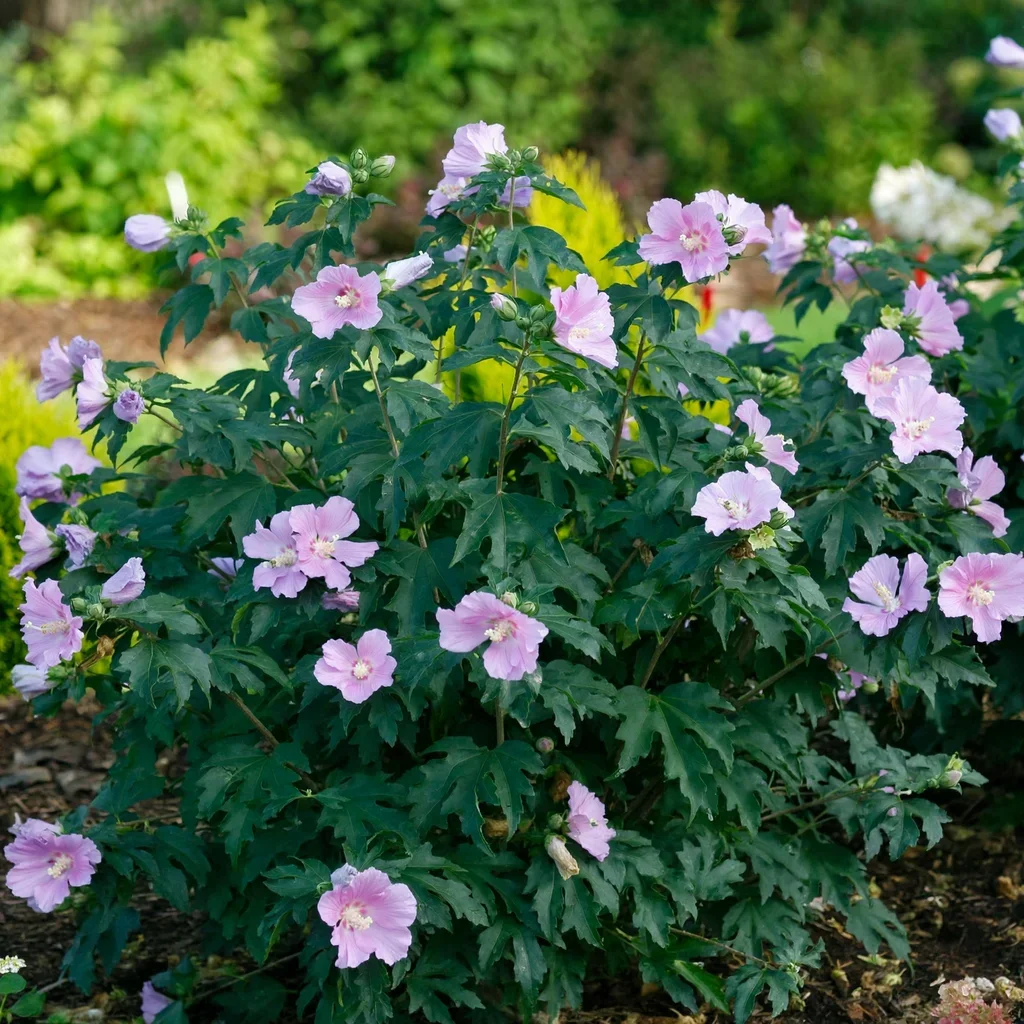 Pollypetite Hibiscus