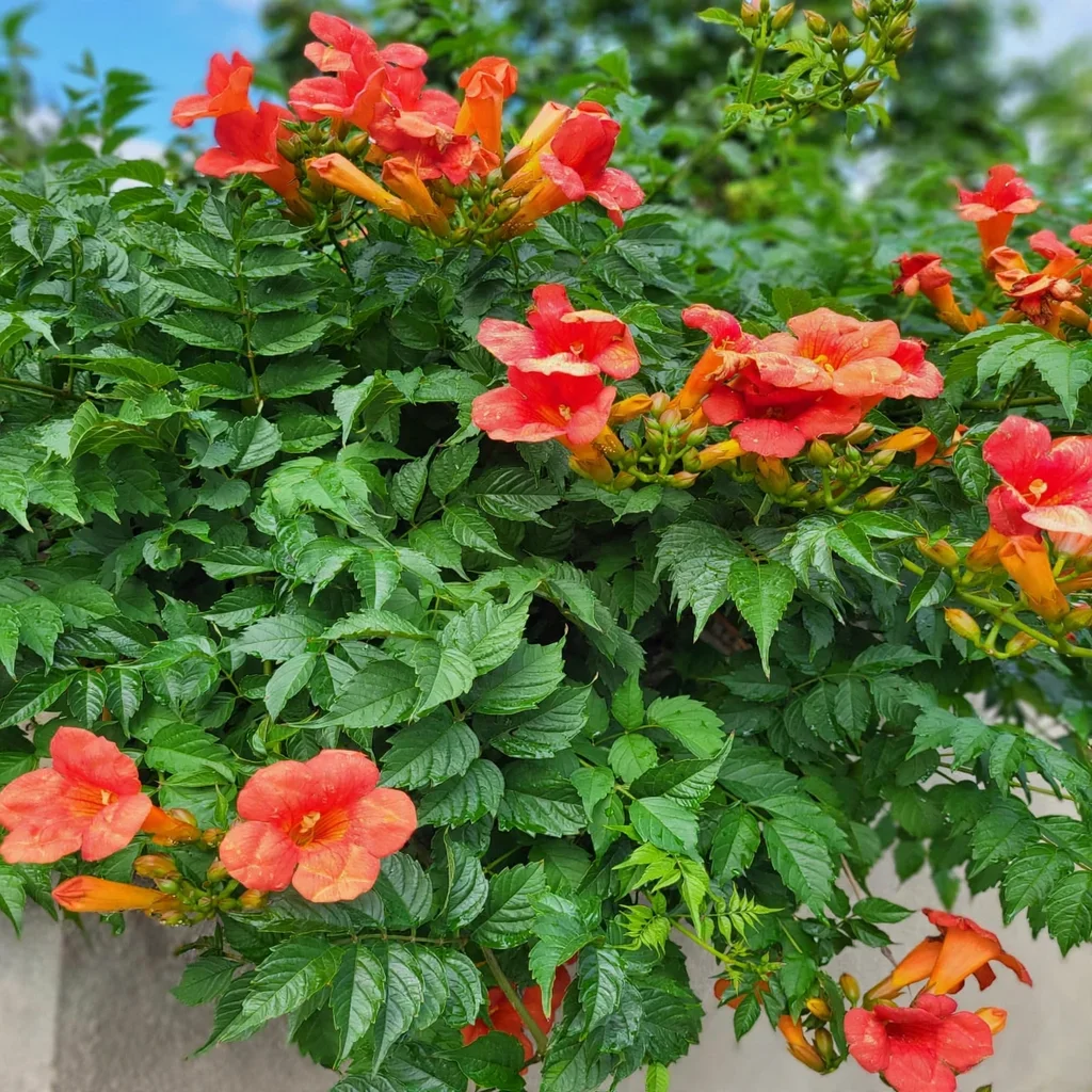 Trumpet Creeper