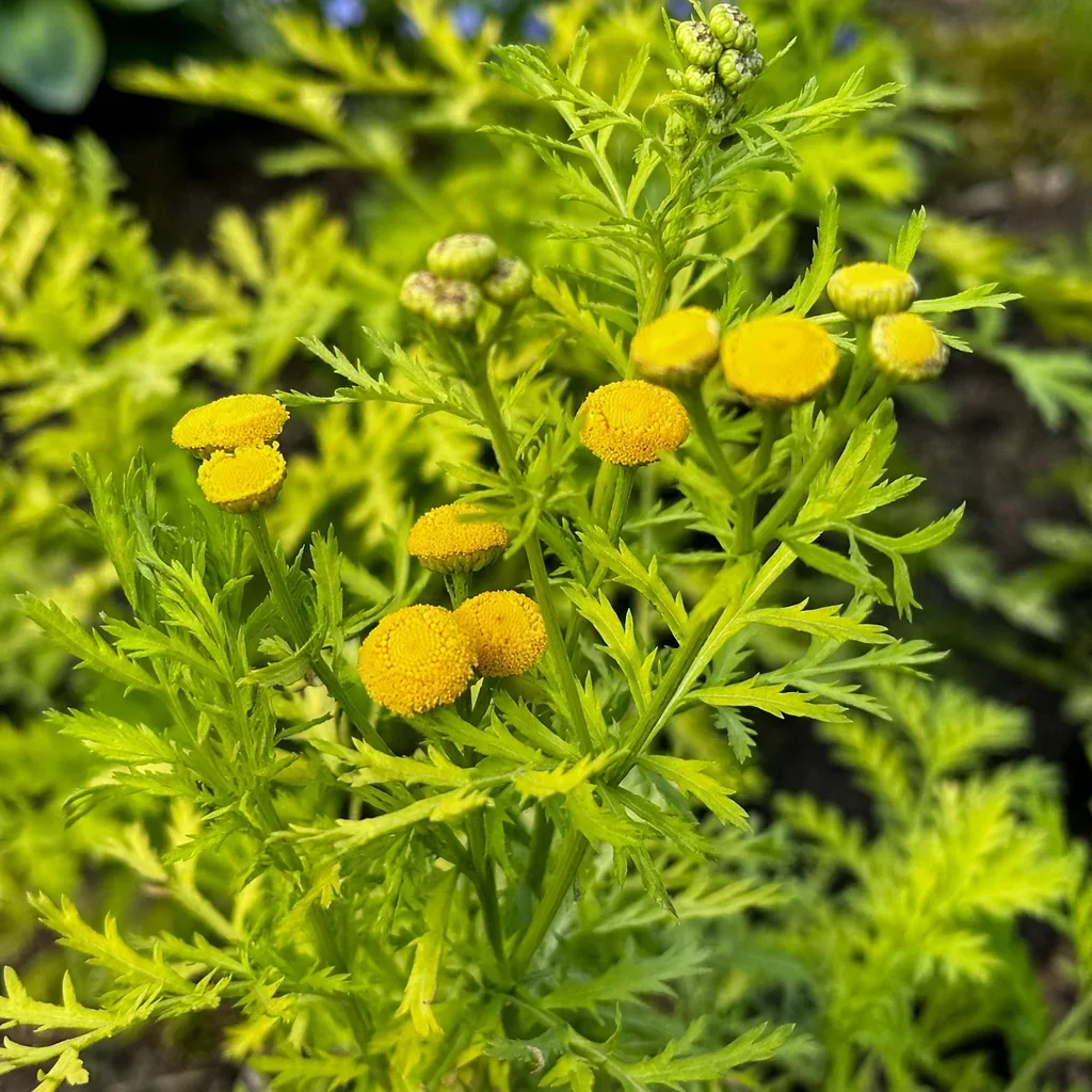 Golden Tansy