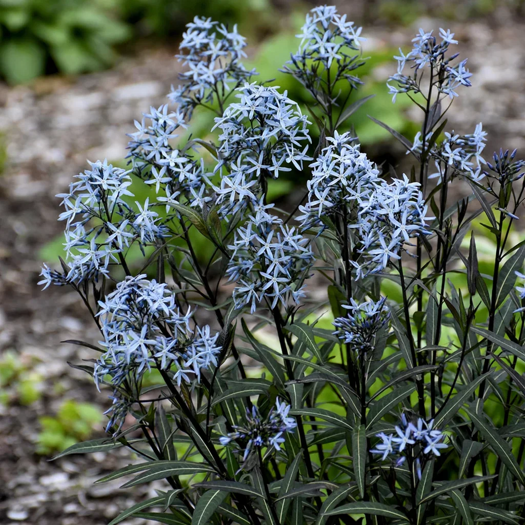 Storm Cloud Blue Star