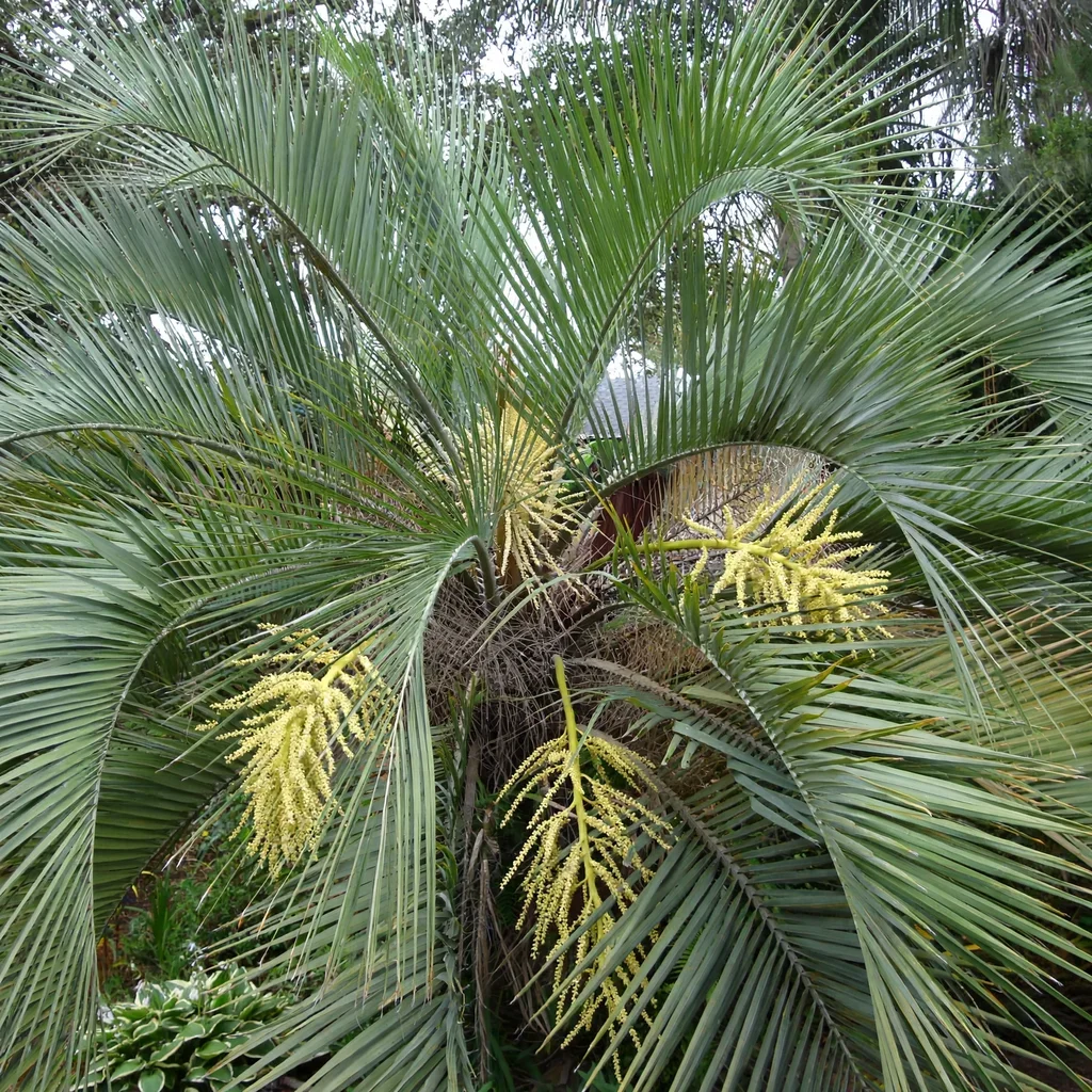 Pindo Palm Jelly Palm