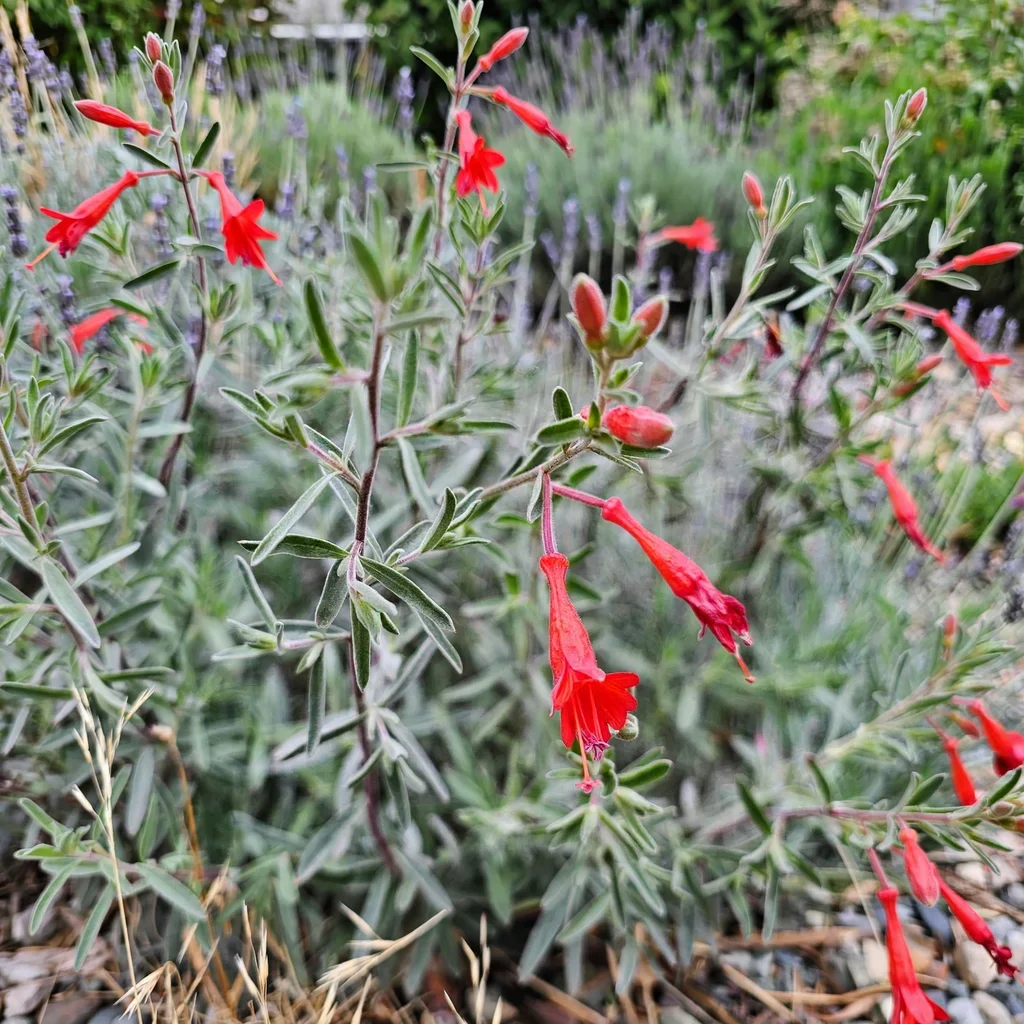California fuchsia
