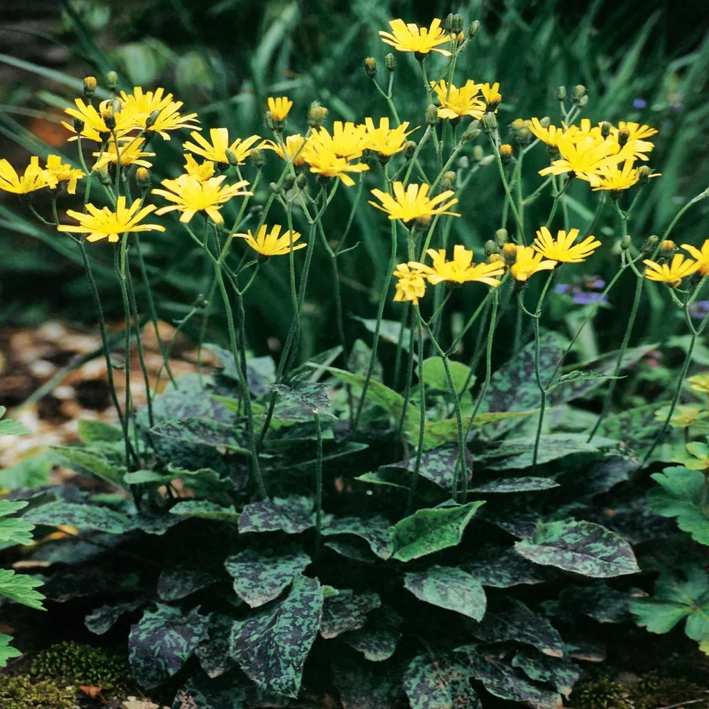 Spotted Hawkweed