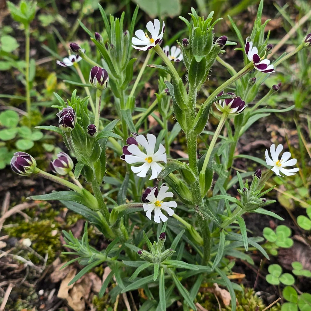 Night Phlox