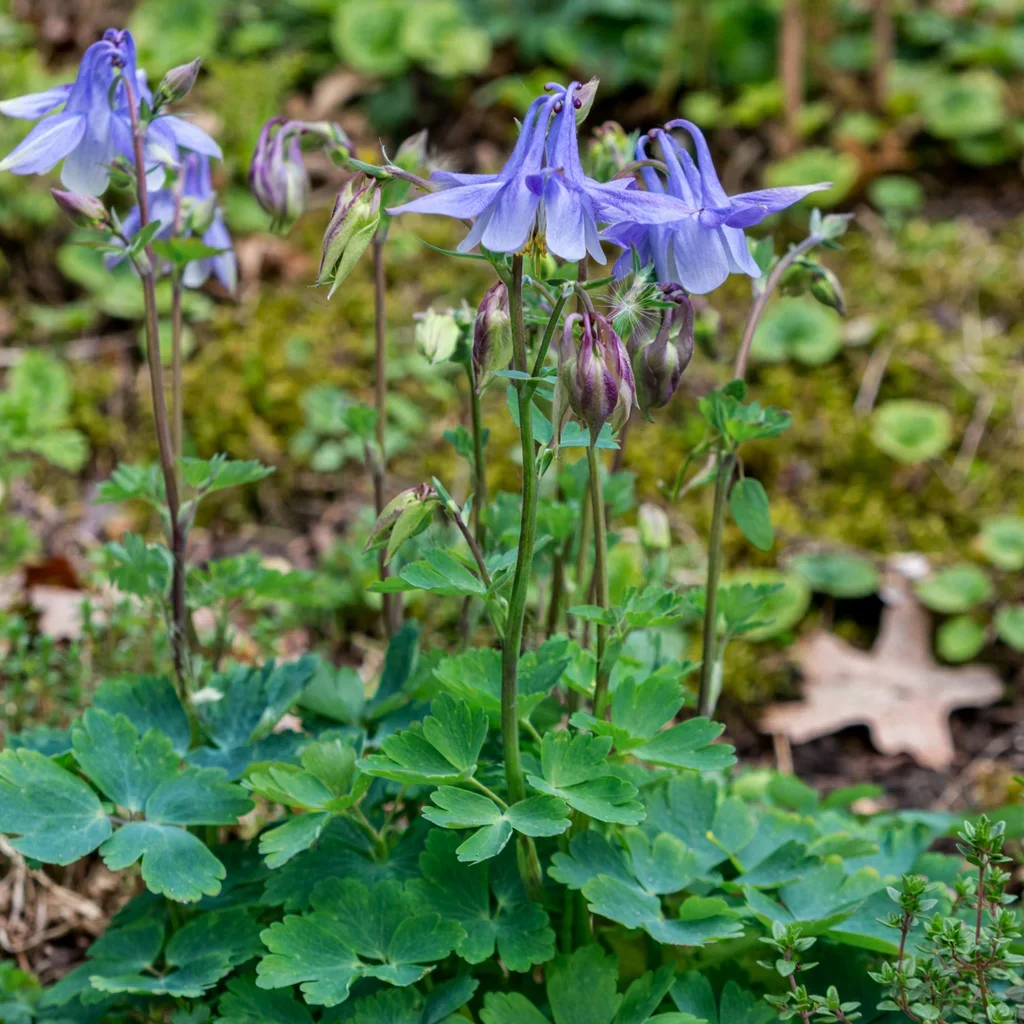 Rock's Columbine