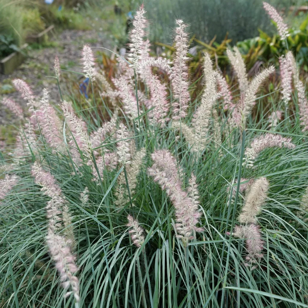 Shogun Oriental Fountain Grass