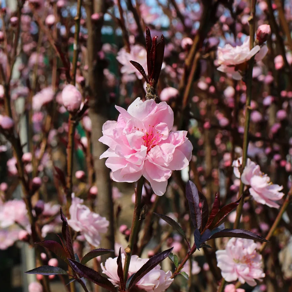 Peach Corinthian Rose