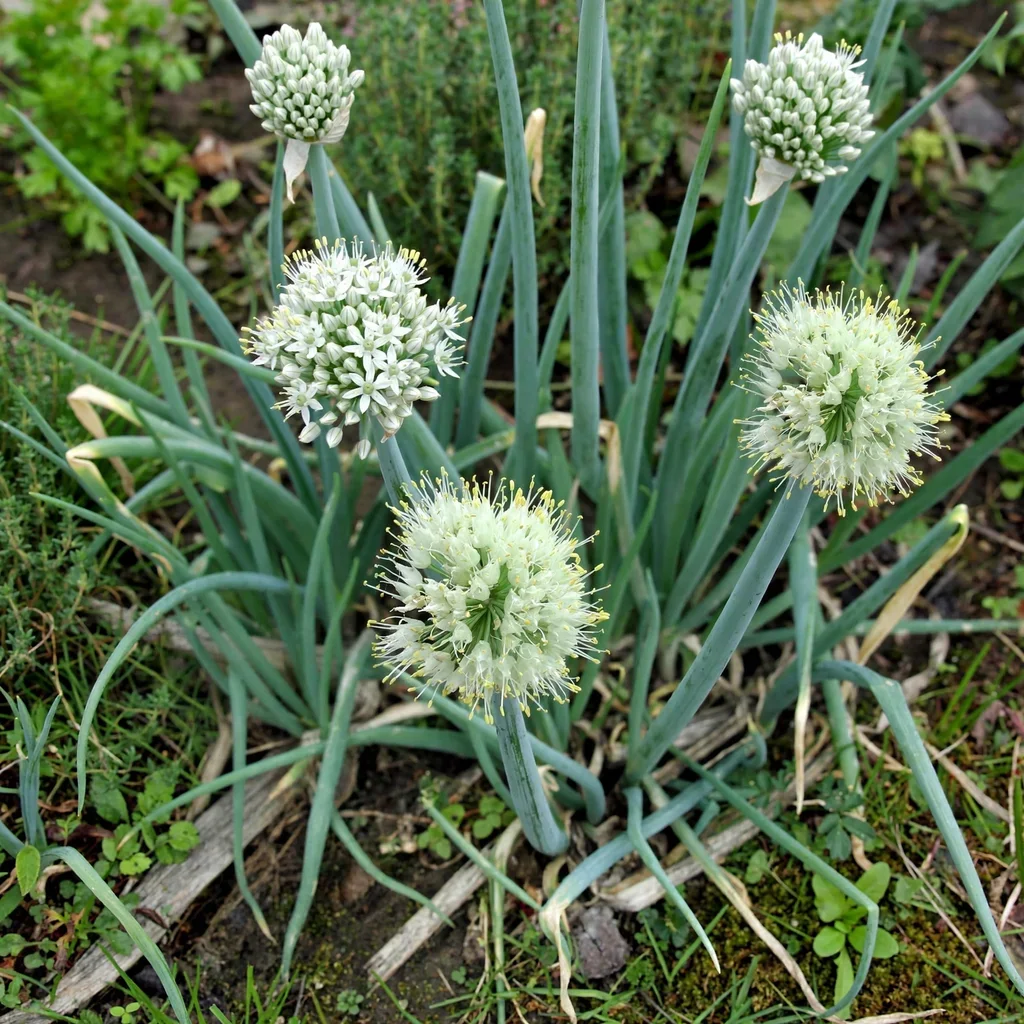 Onion