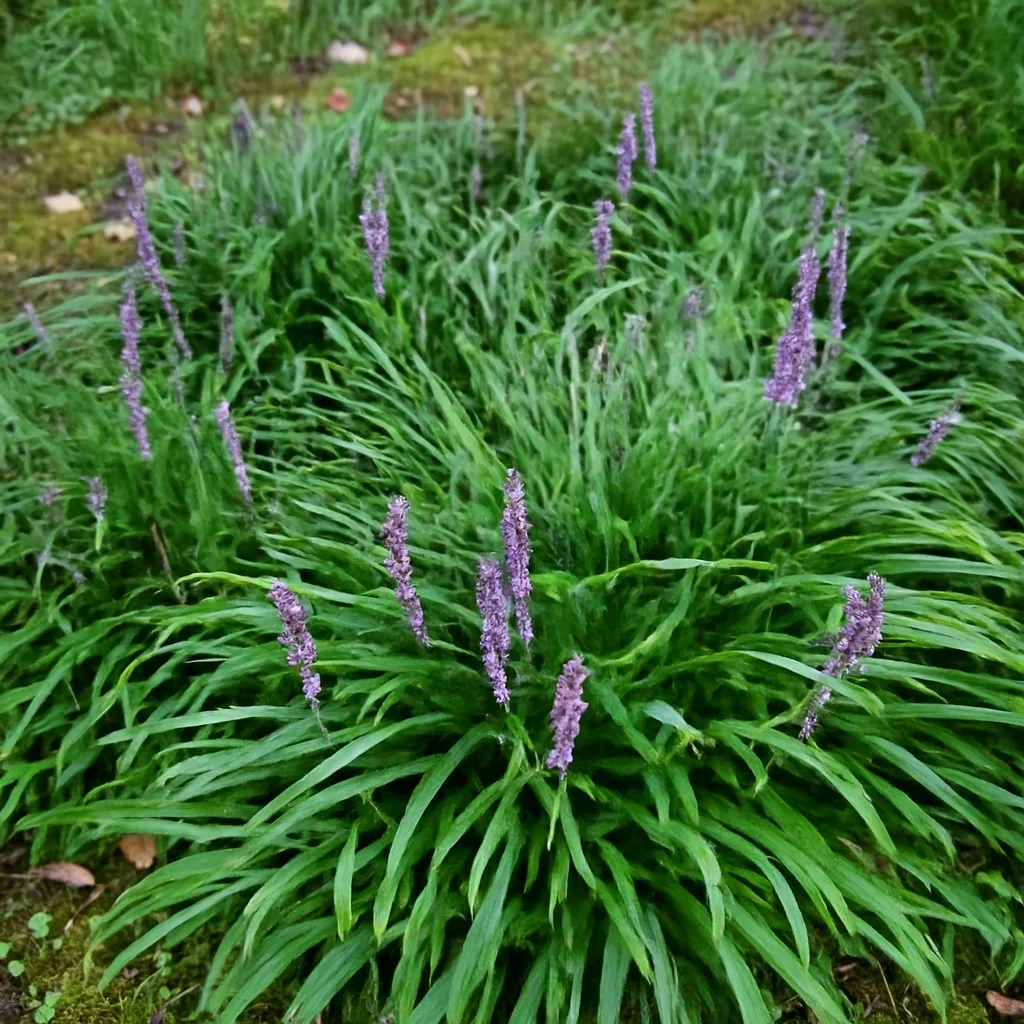Creeping Lilyturf