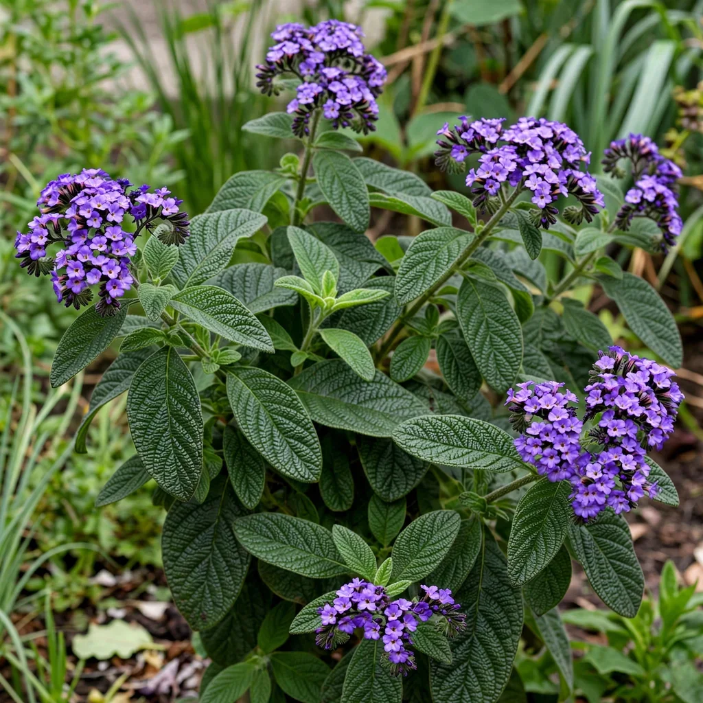 Common Heliotrope