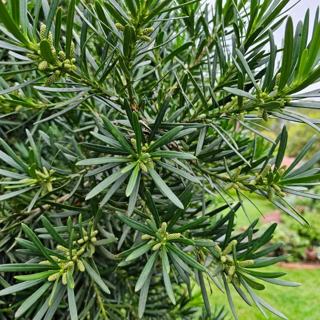 Outeniqua Yellowwood