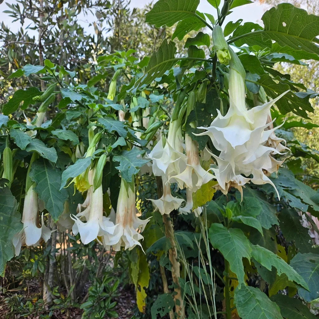 Double White Angel's Trumpet