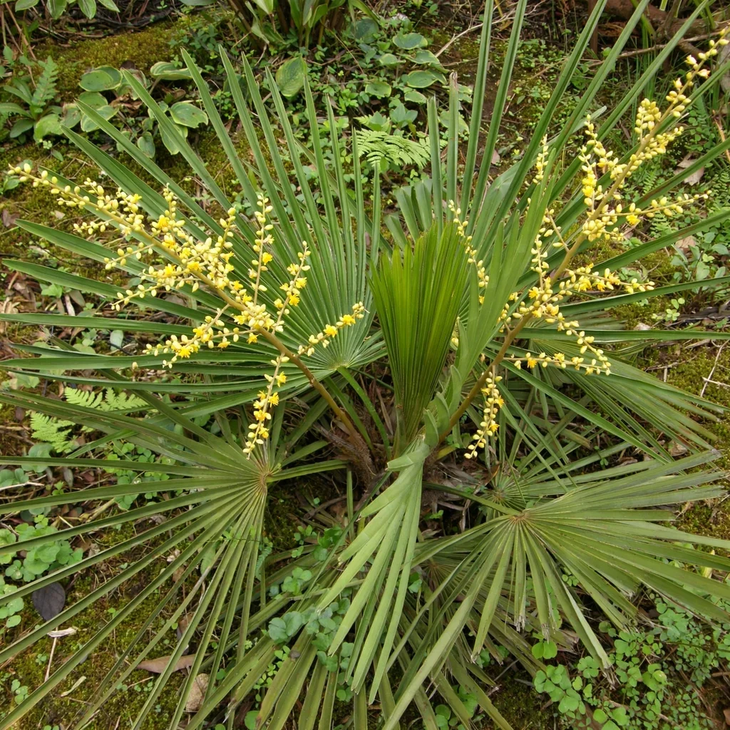 Dwarf Windmill Palm