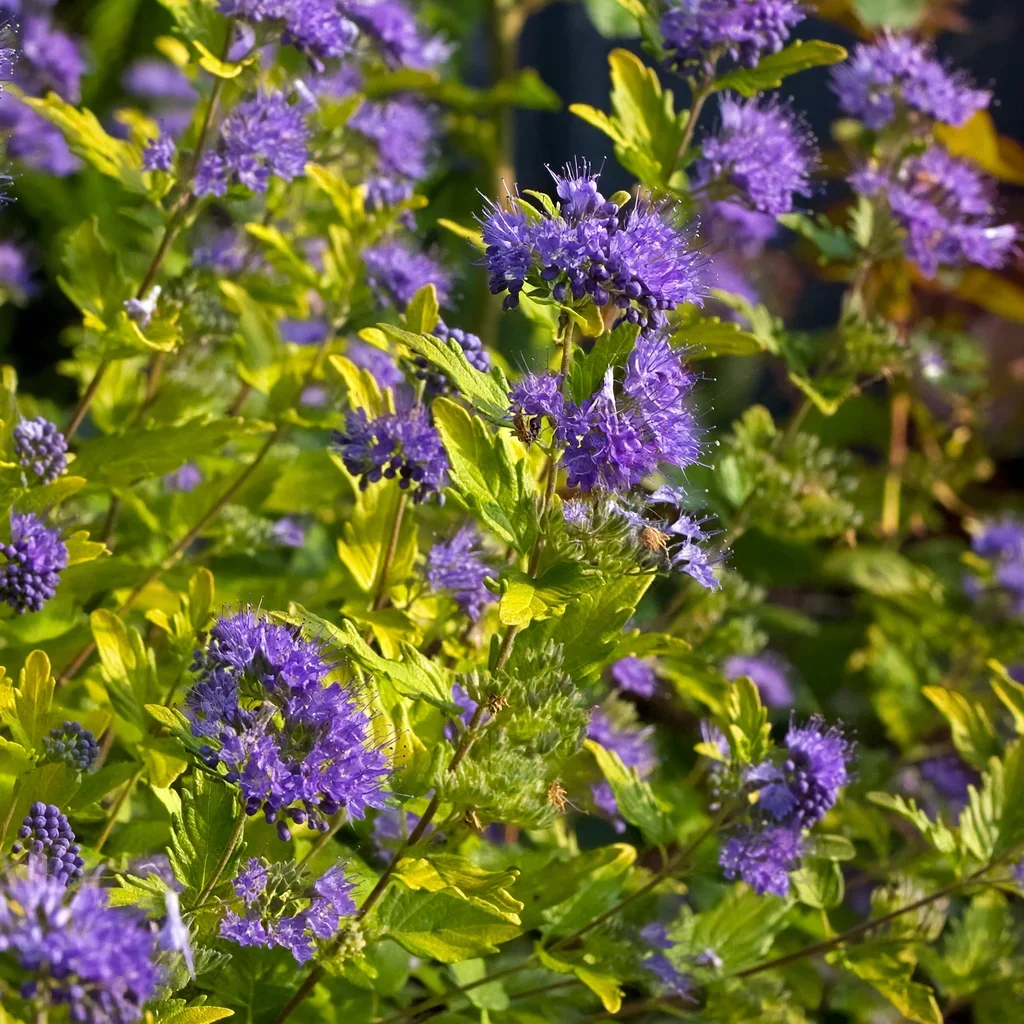 Sunshine Blue II Bluebeard