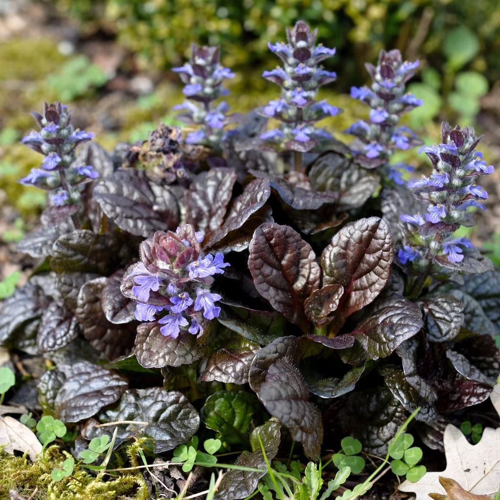 Metallica Crispa Bugleweed