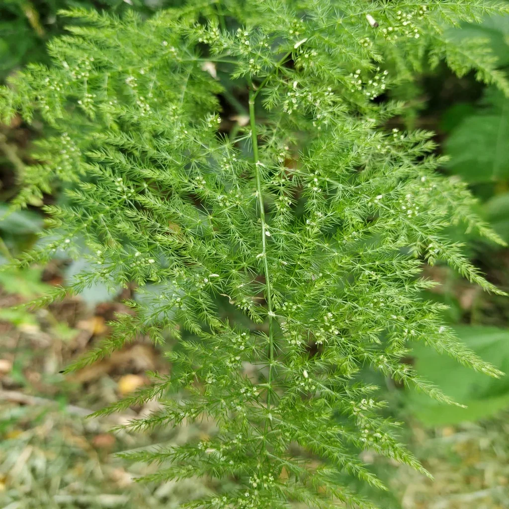 Asparagus officinalis Pseudoscaber