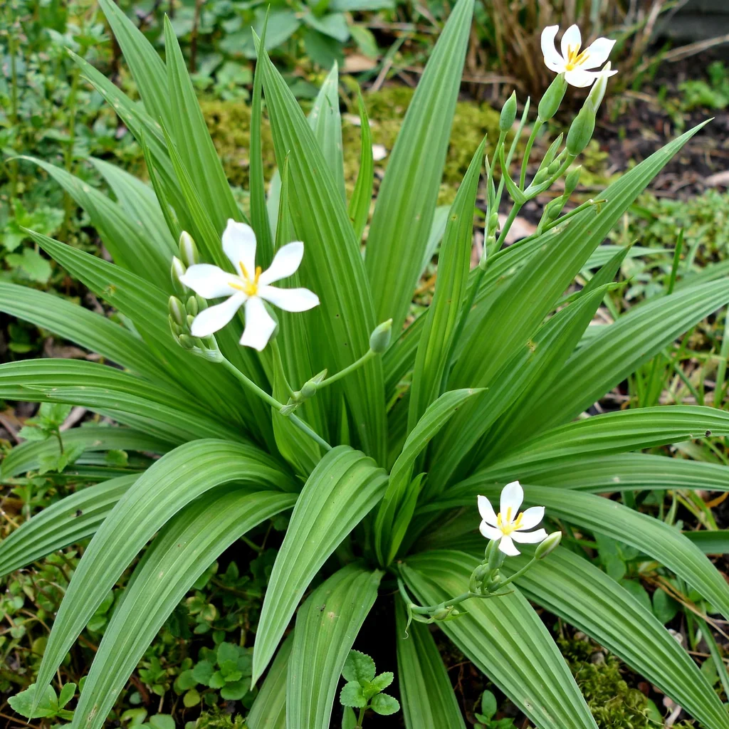 False Star-of-Bethlehem