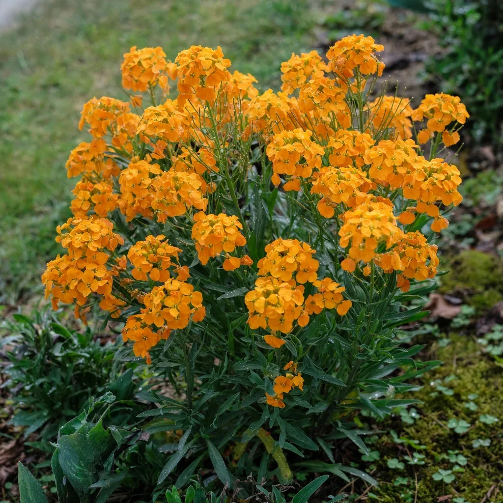 Siberian Wallflower