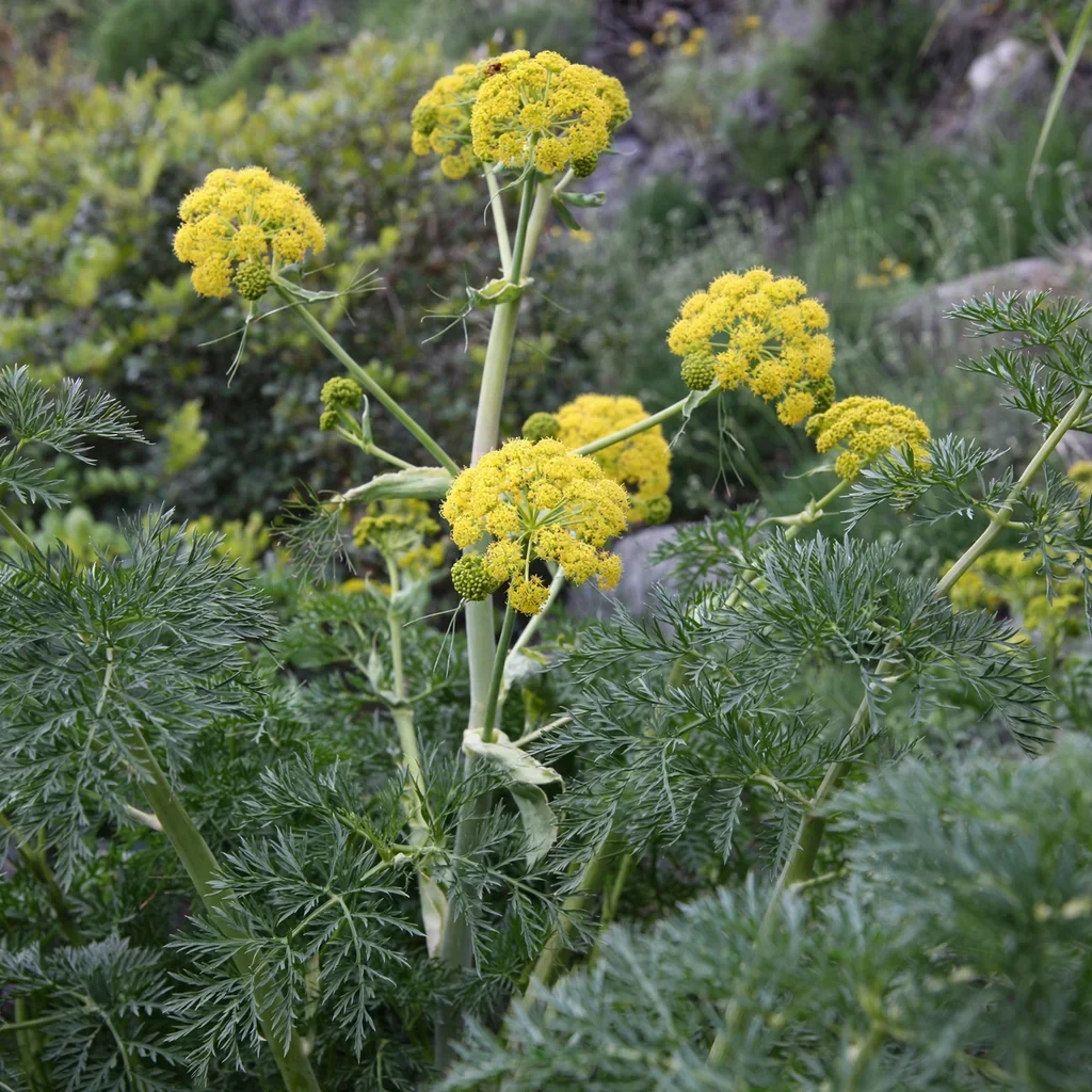 Cretan Gold Ferula